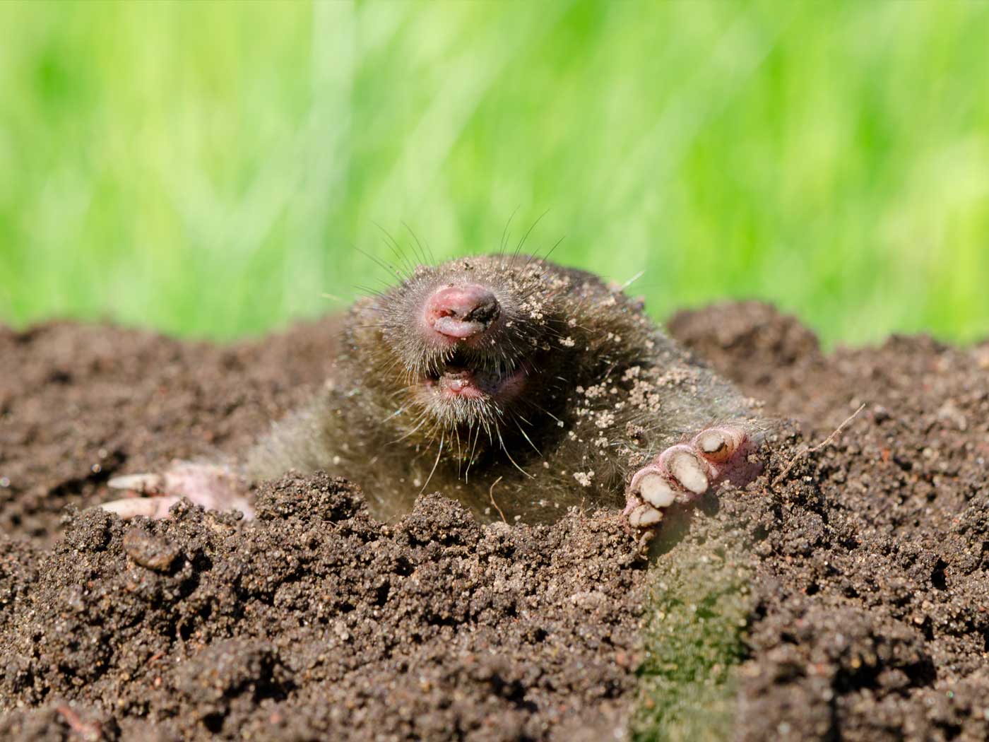 Moles Animal
